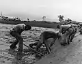 Seabees of Mobile Construction Battalion (MCB) 301 set and seal runway mats into place at Khe Sanh, 29 November 1967