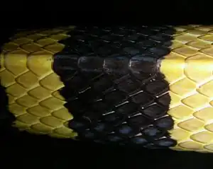 Part of the body of a snake having yellow and black rings. The body is triangular in section and has a prominent line of scales on the apical vertebral ridge.