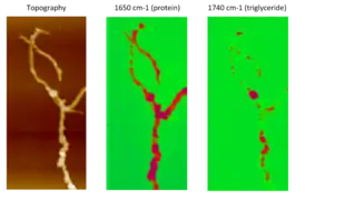 AFM-IR compositional mapping of Streptomyces bacteria. Left: AFM topographic image of bacterial cells. Middle: AFM-IR absorption at 1650 cm−1, corresponding to the amide I band associated with protein. Right: AFM-IR absorption at the carbonyl band 1740 cm−1, indicating the distribution of triglyceride vesicles within bacterial cells.