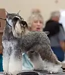 A Miniature Schnauzer with docked ears and tail on a grooming table