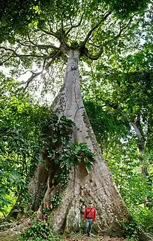 tree trunk