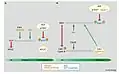 Hartmut C. Vodermaier (2004). "APC/C and SCF: Controlling Each Other and the Cell Cycle", Current Biology, 14 (787)