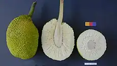 The fruit of the breadfruit tree –  whole, sliced lengthwise and in cross-section