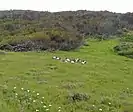 African sacred ibis on Robben Island, 2015.