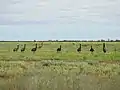 Mob of emus along the Goodooga Brenda Road (2021).