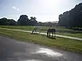 Brumbies grazing on the roadside