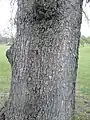 Duncan Place birch-leaved elm, bark