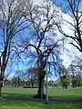 Duncan Place birch-leaved elm, spring