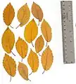 Regular leaves
