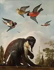 A Diana Monkey with Four Colorful Birds (ca. 1690), oil on canvas, 61.7 x 48.8 cm., Toledo Museum of Art