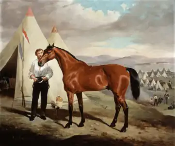 “Sir Briggs” (after 1854) the famous warhorse of Charles Morgan, Baron Tredegar(later Viscount Tredegar) ridden during the Charge of the Light Brigade now in the collection of the Royal Army Museum