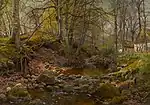 A Forest Stream