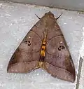 A moth on a marble floor in Kolkata, India