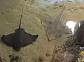 Bat Ray (Myliobatis californica) and a Big skate (Beringraja binoculata) in the Aquarium of the Bay both found in subtidal areas of the bay