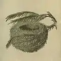 Old drawing of a nest and small branches of a conifer tree