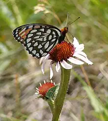 Regal fritillary