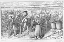 An image of a Chilean vineyard in the late 1800s.