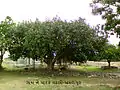 a banyan tree in village.