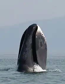 Bowhead whale spyhopping in Shantar Islands