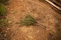 A broom at a Rwandan home, made out of twigs