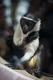 Juvenile Captive Roloway Monkey
