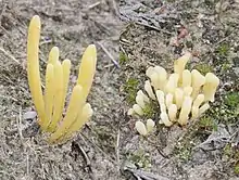 "Clavaria argillacea" found at Hoge Veluwe National Park