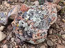 Photo of stony ground with one large rock covered in a multitude of lichens of different sizes, shapes and colours