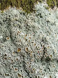 This lichen, growing on a tree in Scotland, was used in the 18th century to make a common purple dye called Cudbear.
