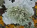 Ramalina siliquosa (with crustose lichen around it)