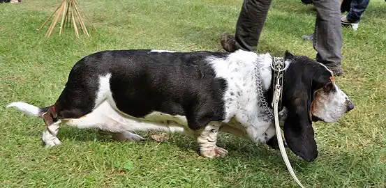 Basset Hound (short legs, long back, loose skin and long ears).