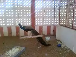 A peacock at The Subramaniya Swamy Temple