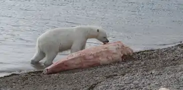 A polar bear scavenging on a narwhal carcass