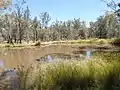 Intermittent wetland in Pilliga National Park