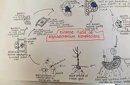 Disease cycle Agrobacterium tumefaciens