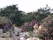 Oleander growing wild in a wadi, Libya