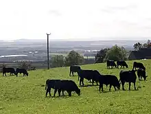 Black cattle grazing on green grass against a misty background