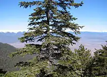 a forest in Pirin