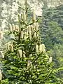 Abies cillicica cones