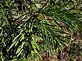 A. concolor subsp. lowiana foliage upperside