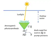 Anoxygenic photosynthesis, using hydrogen sulphide, ended the need for scarce hydrogen.