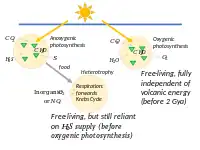 Early heterotrophs used Krebs cycle respiration; then oxygenic photosynthesis gave full independence of volcanic energy.