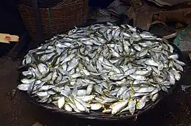 Fish caught at Makoko