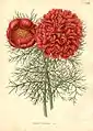 Paeonia tenuifolia by A.J. Wendel
