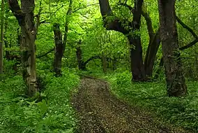 Grove forest in June.