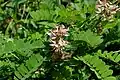 Abrus precatorius leaves and flowers