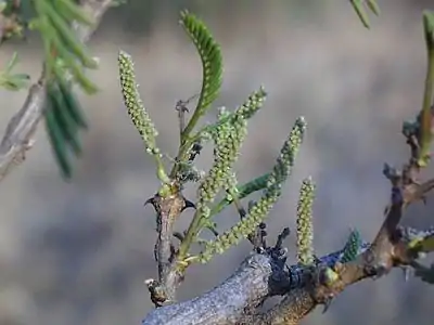 Flower and leaf buds