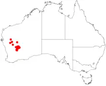 map of Australia showing Acacia cockertoniana occurrences in the west of Western Australia