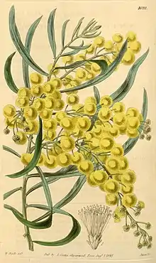 "Acacia dentifera" illustration