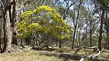 Ingram's Wattle, "Acacia ingramii" Wollomombi Falls, Oxley Wild Rivers National Park, NSW, Australia