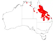 "Acacia leptostachya" occurrence data from Australasian Virtual Herbarium